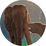 elephant0 copy